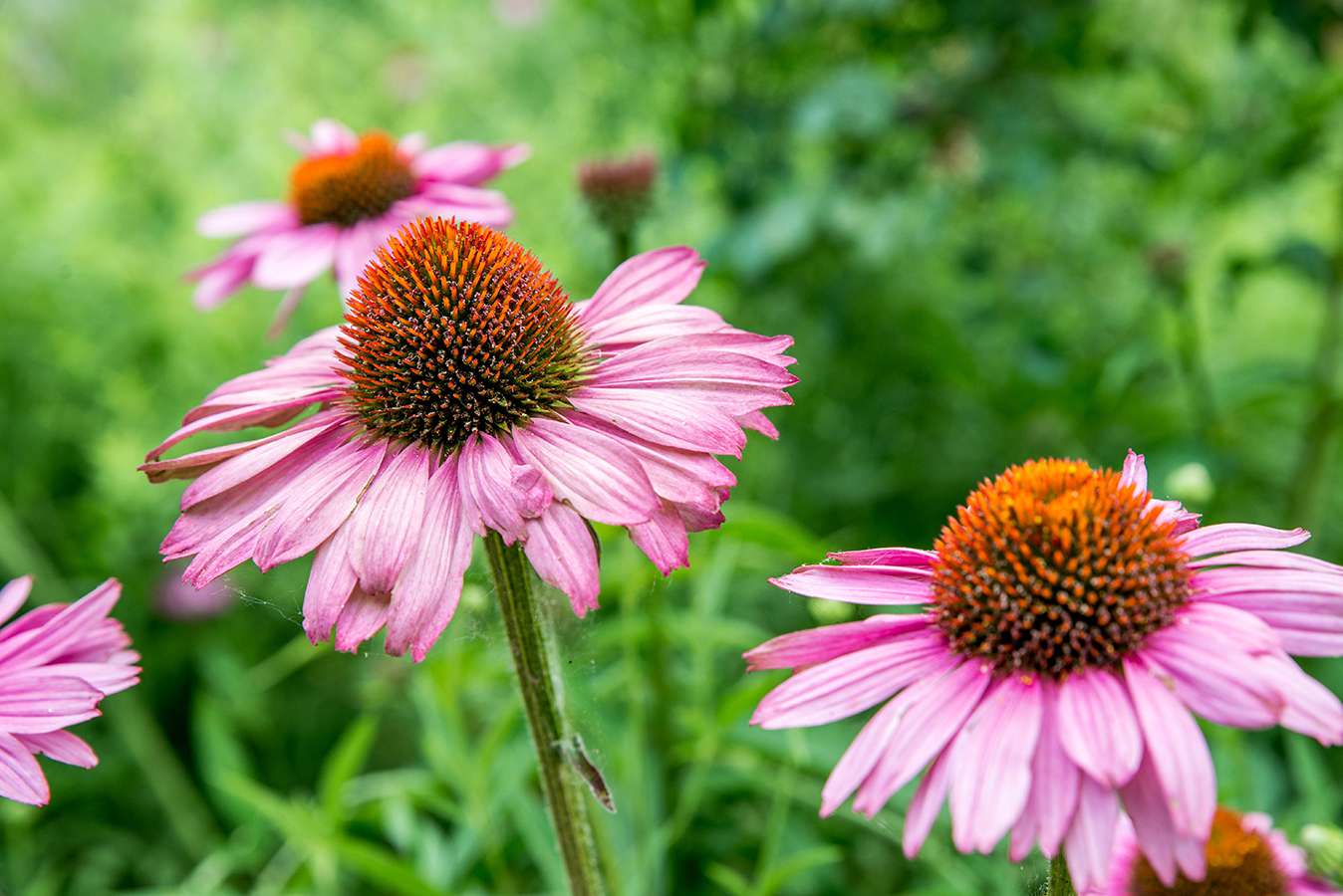 Cone Flower seeds for Planting Colorful Display Heirloom & GMO Free Seeds for Home Garden 
 
 Sale