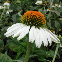 Echinacea White Flower Seeds for Planting