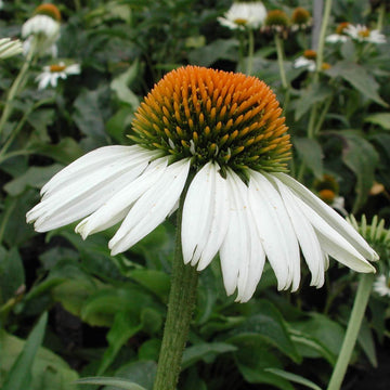 Echinacea White Flower Seeds for Planting