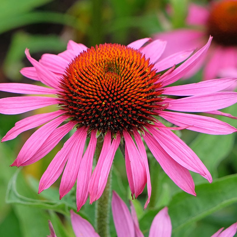 Echinacea Seeds for Planting White Petals with Purple Center