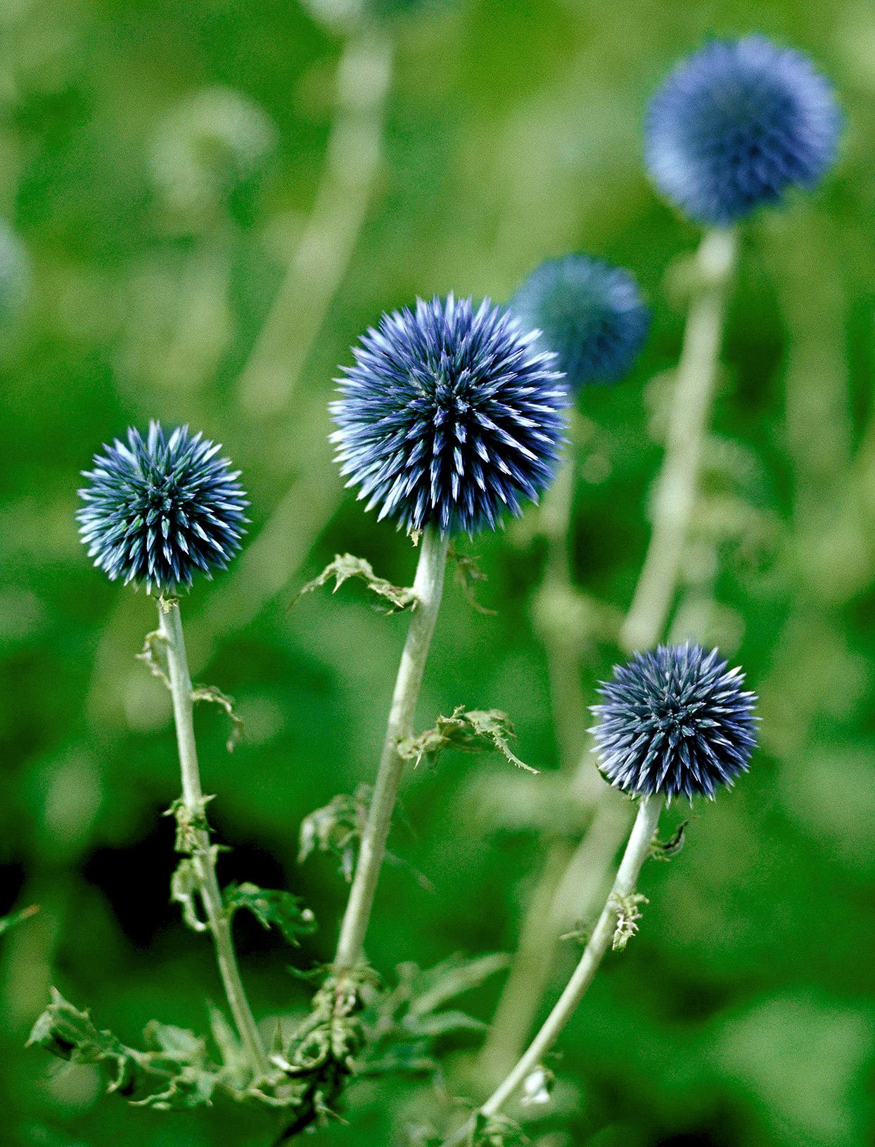 Purple Rattlesnake Flower seeds for Planting - Long Bloom Season, Heirloom & GMO Free Seeds for Home Garden