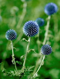 Purple Rattlesnake Flower seeds for Planting - Long Bloom Season, Heirloom & GMO Free Seeds for Home Garden