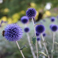 Echinops Ritro Flower seeds for Planting - Compact Growth, Heirloom & GMO Free Seeds for Home Garden
