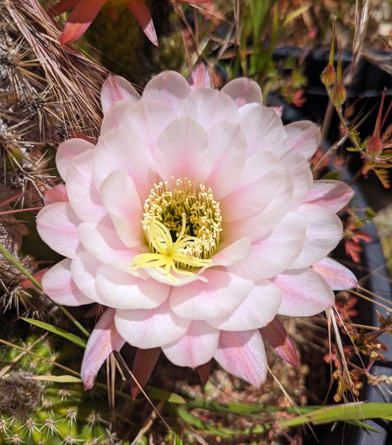Kakteen Flower seeds for Planting Seasonal Bloomer Heirloom & GMO Free Seeds for Home Garden 
 
 Sale