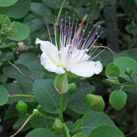 Blue Caper Flower seeds for Planting - Compact Growth, Heirloom & GMO Free Seeds for Home Garden