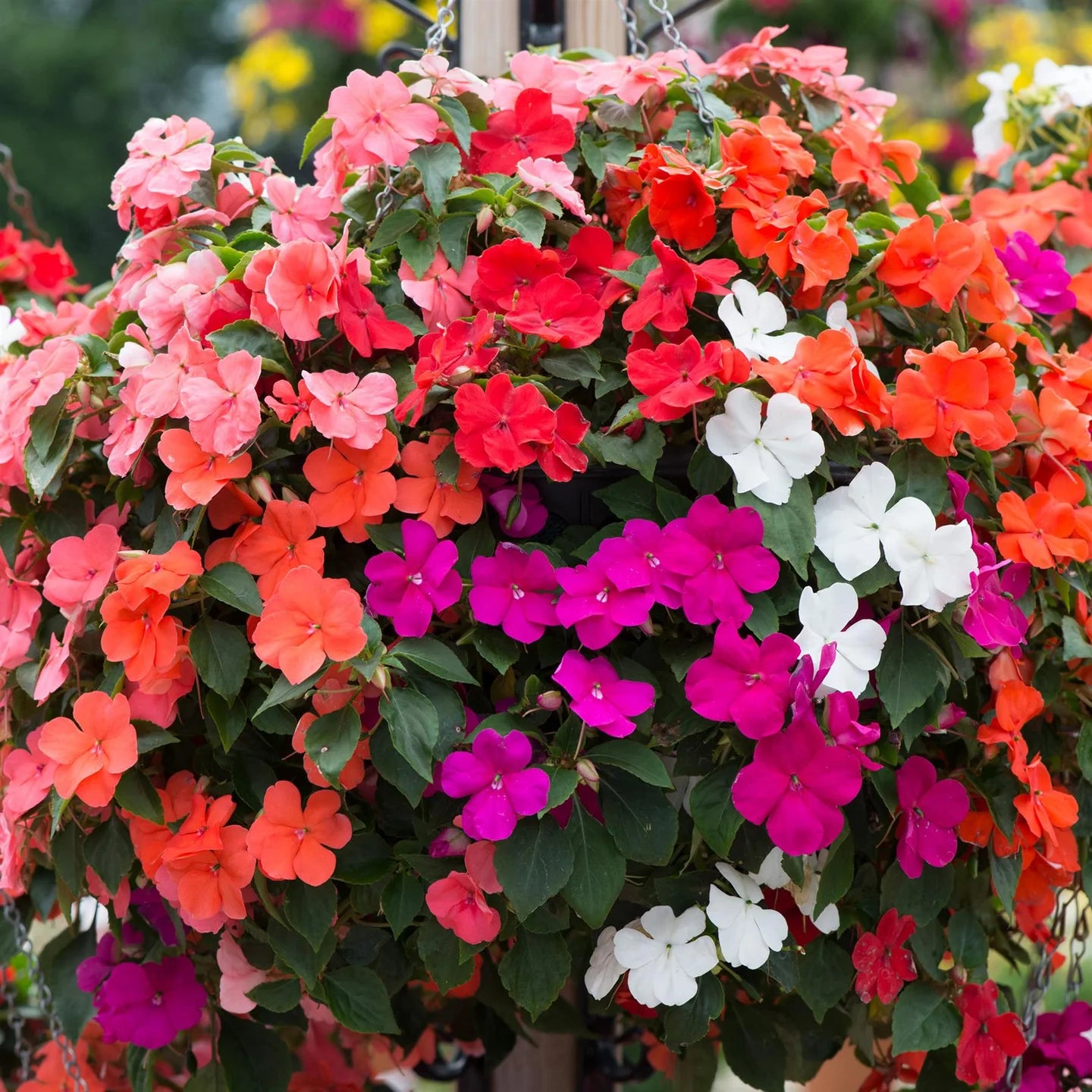 Pink Lizzie Flower seeds for Planting - Hardy Variety, Heirloom & GMO Free Seeds for Home Garden
