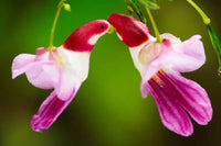 Parrot Orchid Flower seeds for Planting - Shade Tolerant, Heirloom & GMO Free Seeds for Home Garden