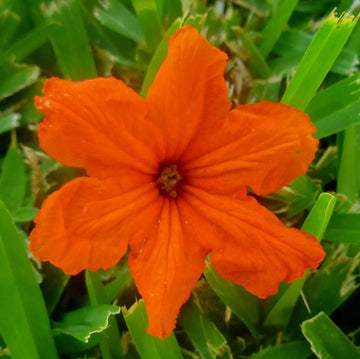 Orange Cordia Sebestena Flower seeds for Planting - Long Bloom Season, Heirloom & GMO Free Seeds for Home Garden
