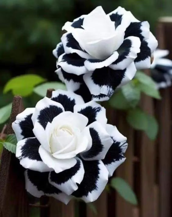 Black and White Rose Flower seeds for Planting - Garden Favorite, Heirloom & GMO Free Seeds for Home Garden