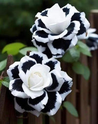 Black and White Rose Flower seeds for Planting - Garden Favorite, Heirloom & GMO Free Seeds for Home Garden