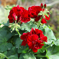 Multi Geranium Flower Seeds Long Bloom Season Heirloom & GMO Free Seeds for Home Garden
 
 Sale