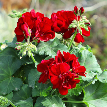 Geranium Burgundy Flower seeds for Planting - Premium Quality, Heirloom & GMO Free Seeds for Home Garden