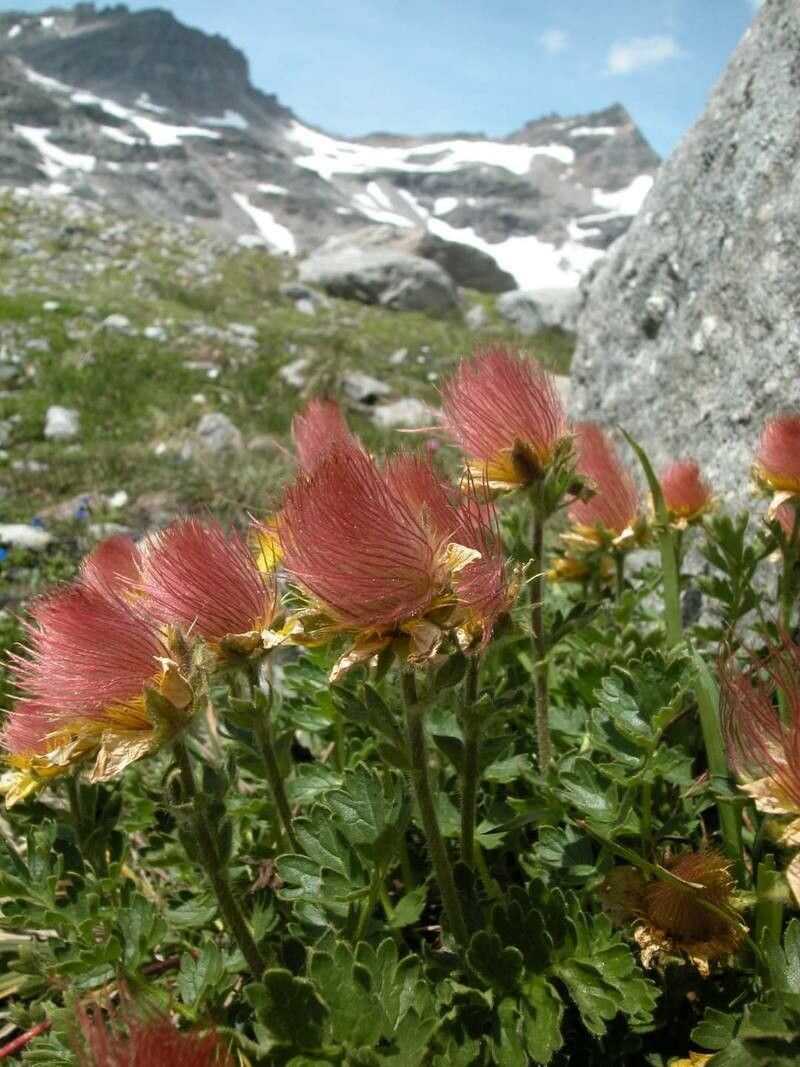 Heirloom Geum Reptans Flower seeds for Planting Colorful Display Heirloom & GMO Free Seeds for Home Garden