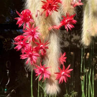 Monkey Tail Cactus Flower Seeds for Planting  Unique Cacti for Your Garden