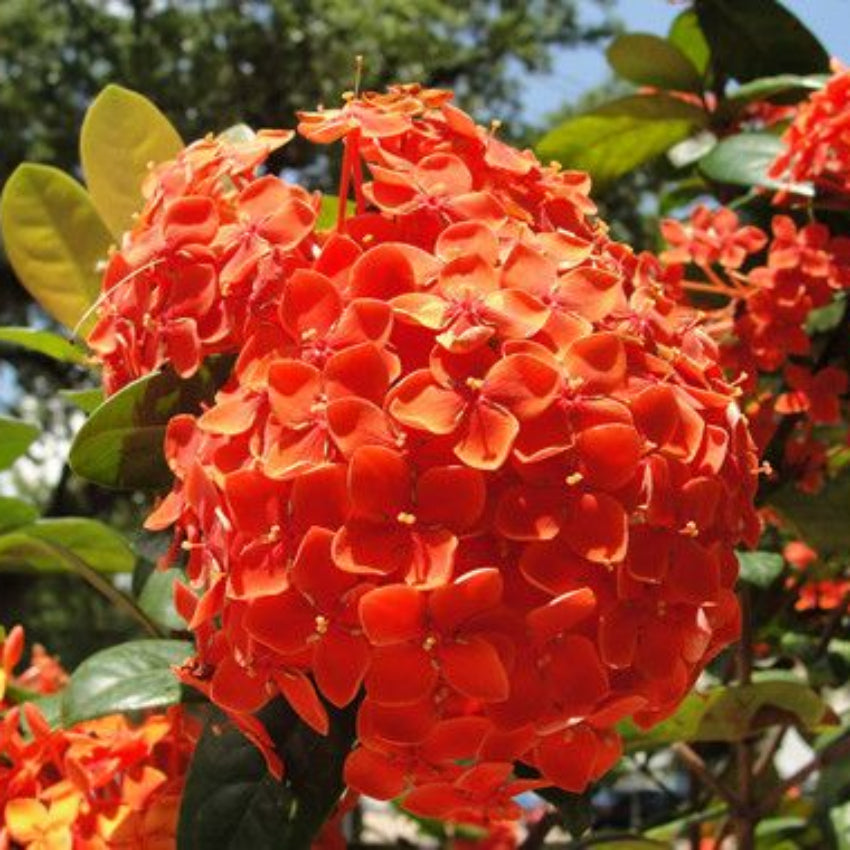 Hydrangea Orange Flower seeds for Planting - Wildflower Mix, Heirloom & GMO Free Seeds for Home Garden