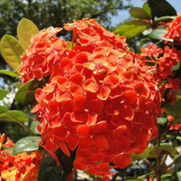 Hydrangea Orange Flower seeds for Planting - Wildflower Mix, Heirloom & GMO Free Seeds for Home Garden