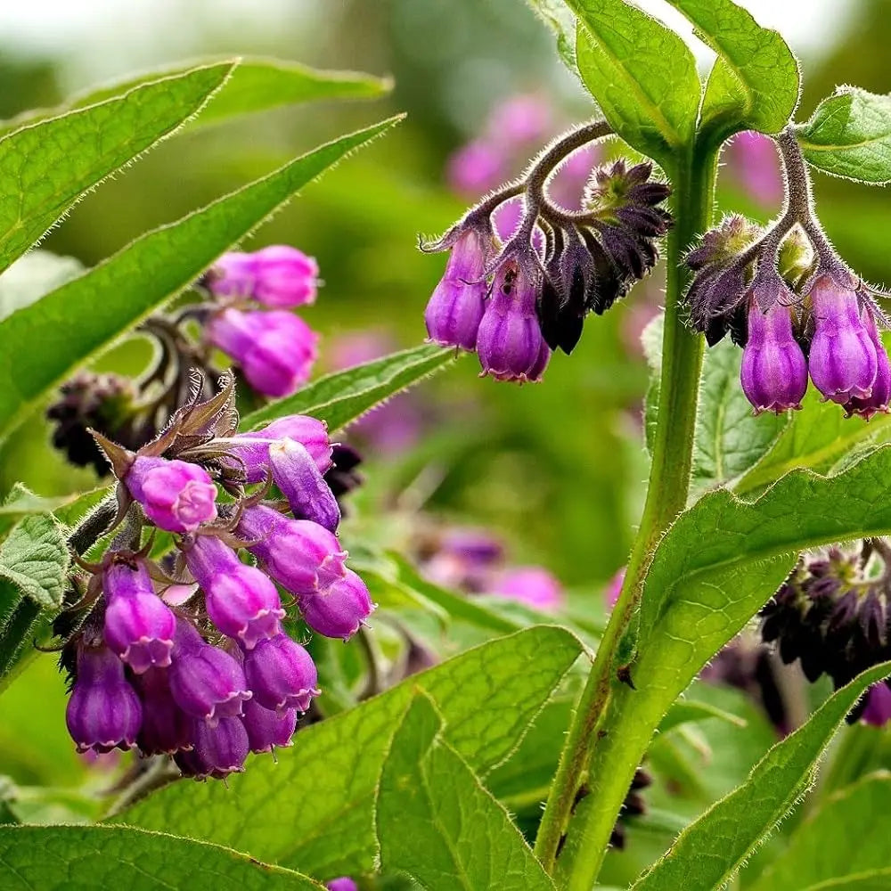 Comfrey Flower Seeds for Planting  Perennial Garden Blooms