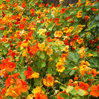 Edible Dark Orange Nasturtium Blossoms