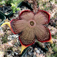 Edithcolea Flower seeds for Planting - Seasonal Bloomer, Heirloom & GMO Free Seeds for Home Garden
 
 Sale seeds for home garden