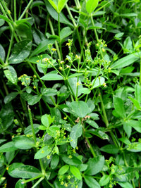 Green Rubia Tinctorum Flower seeds for Planting Garden Favorite Heirloom & GMO Free Seeds for Home Garden
 
 Sale