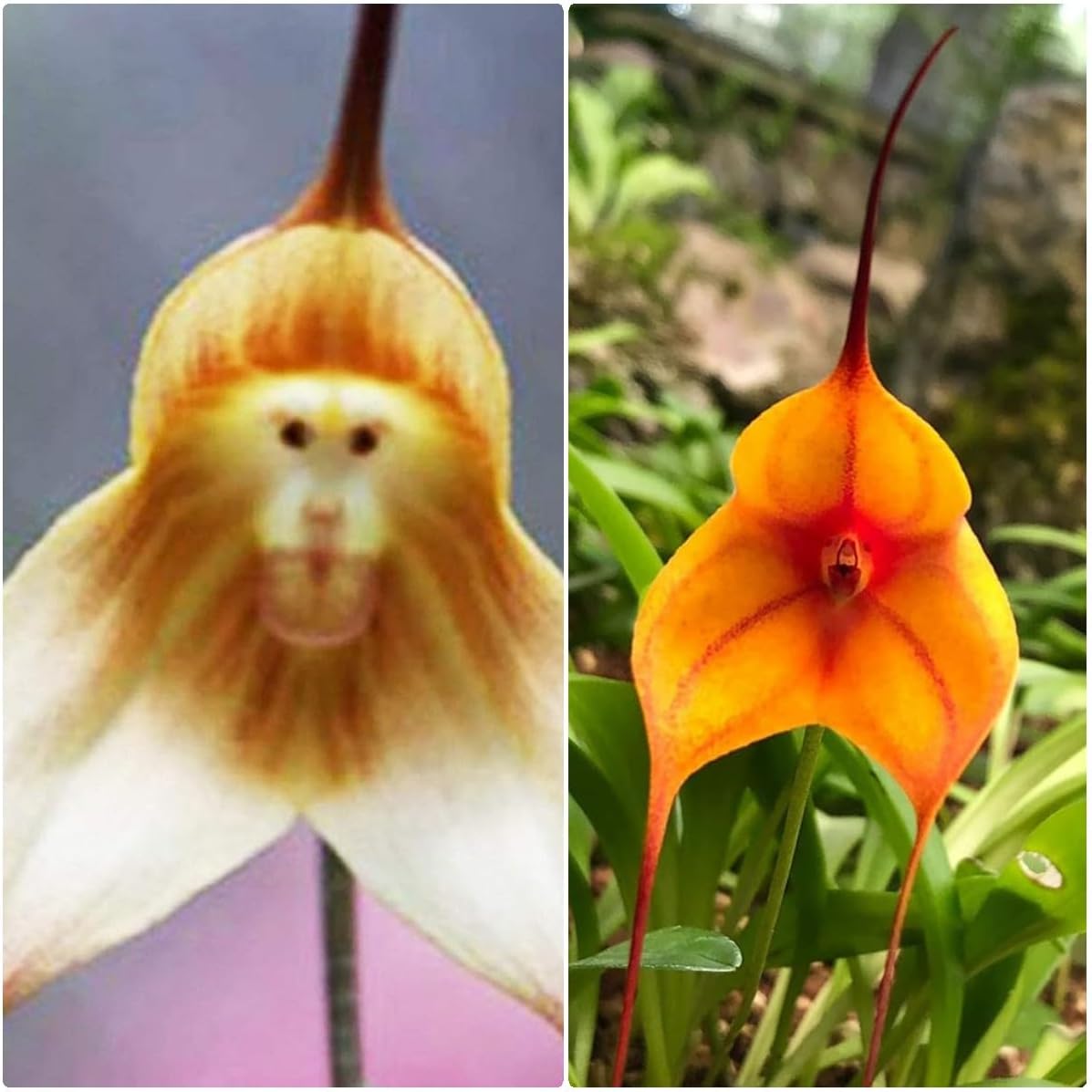 Heirloom Light Yellow Monkey Face Orchid Seeds Flower seeds for Planting Hardy Variety Heirloom & GMO Free Seeds for Home Garden