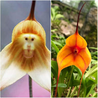 Heirloom Light Yellow Monkey Face Orchid Seeds Flower seeds for Planting Hardy Variety Heirloom & GMO Free Seeds for Home Garden