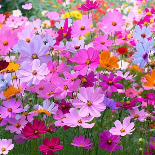 Cosmos Sensation Flower seeds for Planting - Premium Quality, Heirloom & GMO Free Seeds for Home Garden