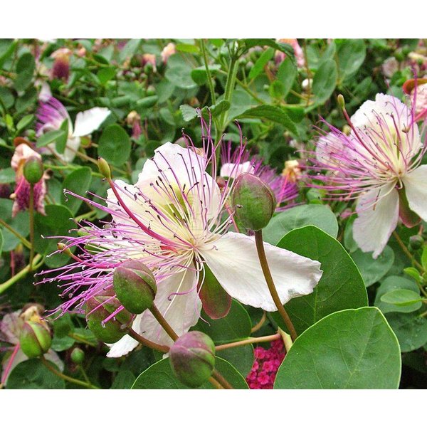 Capparis Flower seeds for Planting - Pollinator Friendly, Heirloom & GMO Free Seeds for Home Garden