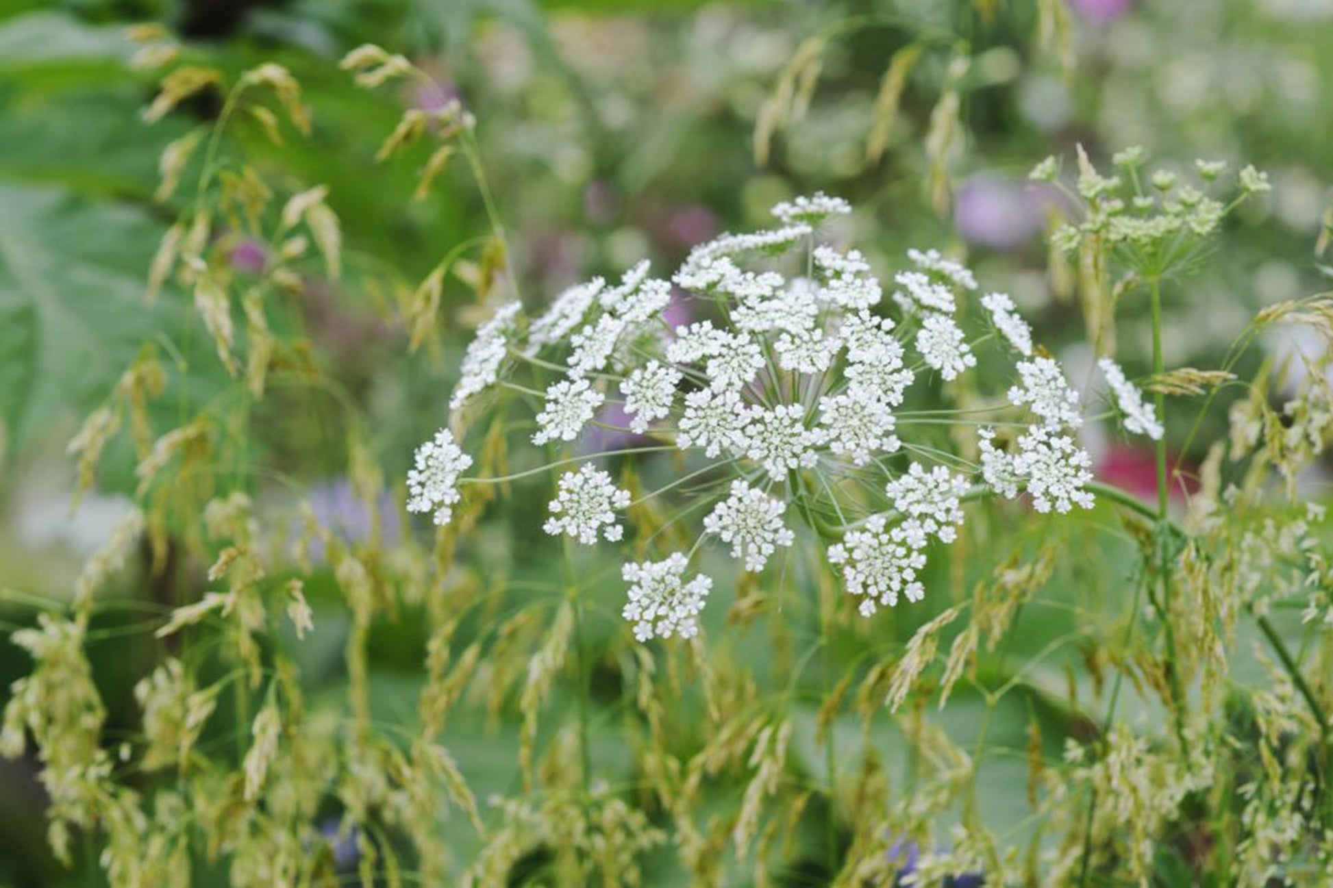 Ammi Flower seeds for Planting Sun Loving Heirloom & GMO Free Seeds for Home Garden 
 
 Sale