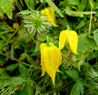 Yellow Tangutica Flower Planting Seeds Collection