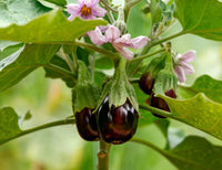 Eggplant Vegetable Seeds for Successful Planting
