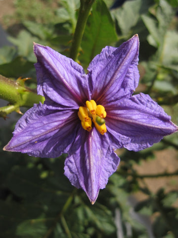 Lavender Eggplant Flower seeds for Planting - Long Bloom Season, Heirloom & GMO Free Seeds for Home Garden