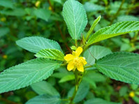 Egyptian spinach seeds ideal for growing leafy greens