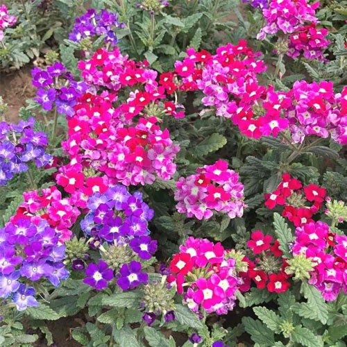 Verbena Flower seeds for Planting Garden Favorite Heirloom & GMO Free Seeds for Home Garden