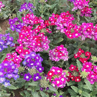 Verbena Flower seeds for Planting Garden Favorite Heirloom & GMO Free Seeds for Home Garden
