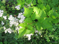 Eiche Flower seeds for Planting - Shade Tolerant, Heirloom & GMO Free Seeds for Home Garden
 
 Sale seeds for planting in home garden