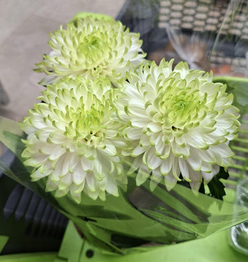 White Green Chrysanthemum Flower seeds for Planting - Vibrant Colors, Heirloom & GMO Free Seeds for Home Garden