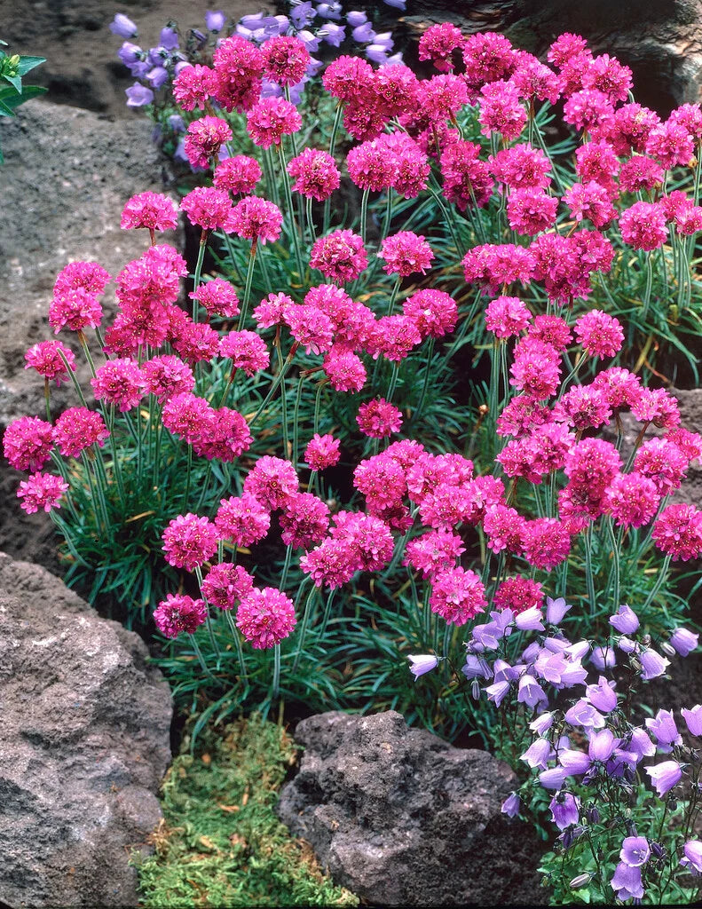 Maritima Flower seeds for Planting Bright Blooms Heirloom & GMO Free Seeds for Home Garden