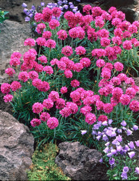 Maritima Flower seeds for Planting Bright Blooms Heirloom & GMO Free Seeds for Home Garden