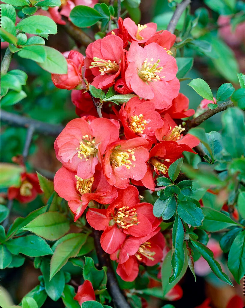 Red Quince Flower seeds for Planting Wildflower Mix Heirloom & GMO Free Seeds for Home Garden 
 
 Sale