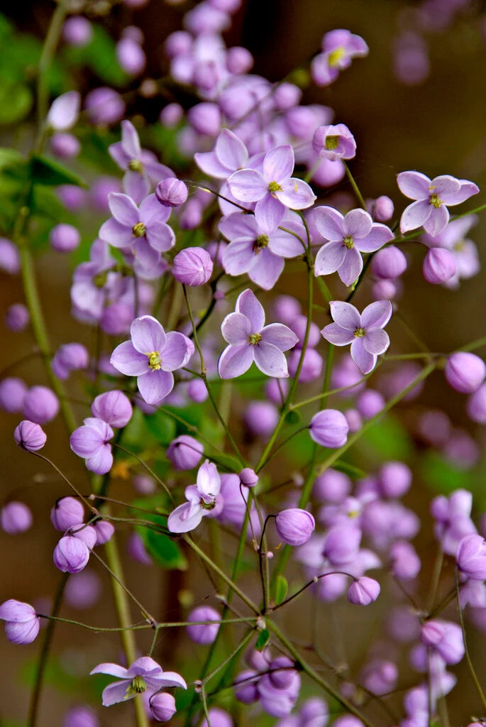 Thalictrum Flower seeds for Planting Premium Quality Heirloom & GMO Free Seeds for Home Garden 
 
 Sale