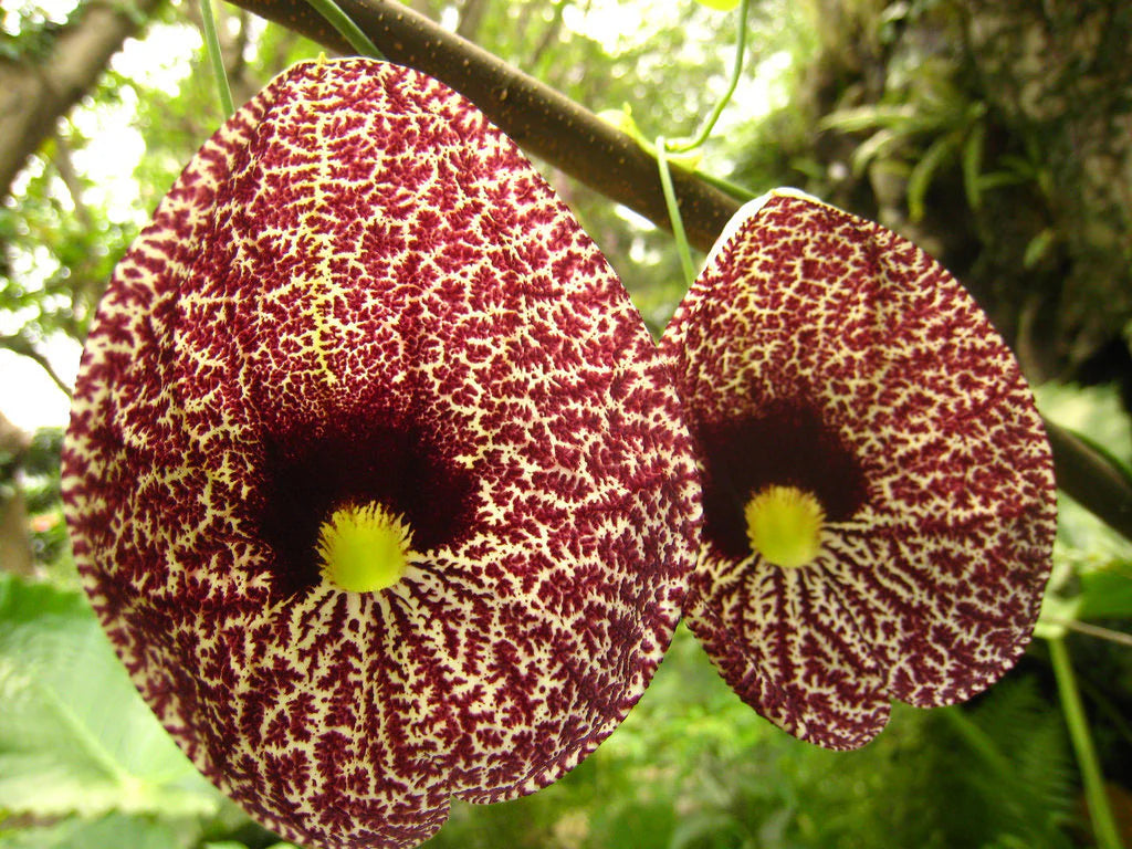 Aristolochia Elegans Flower seeds for Planting Hardy Variety Heirloom & GMO Free Seeds for Home Garden