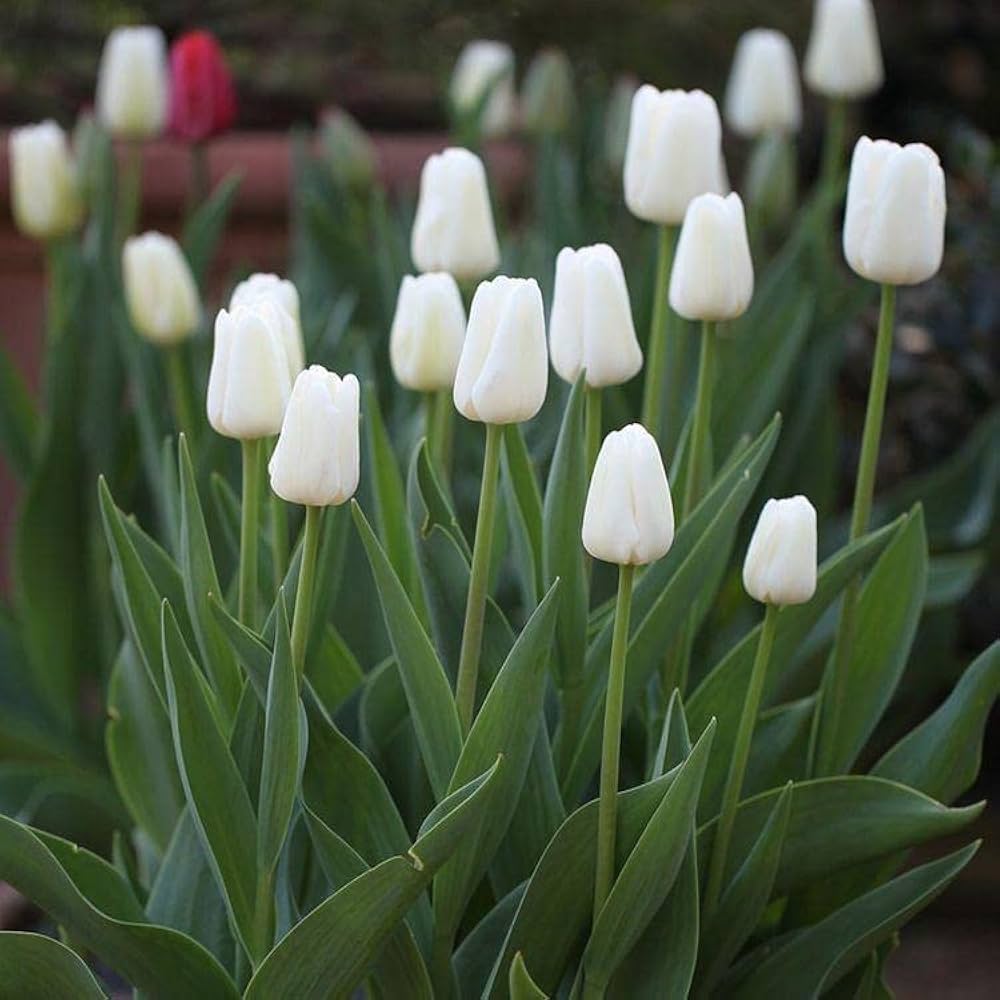 Elegant Green and White Tulip Flowers in Full Bloom