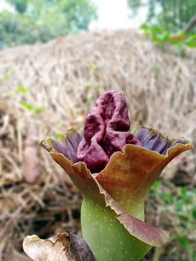 Elephant Foot Yam Flower seeds for Planting - Vibrant Colors, Heirloom & GMO Free Seeds for Home Garden