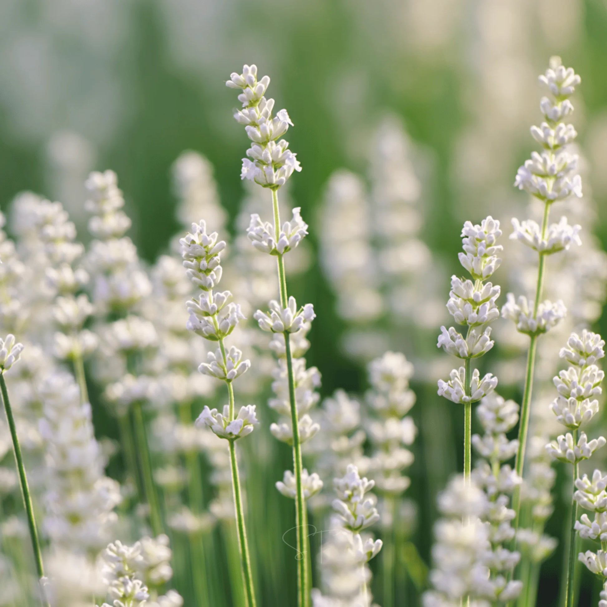 Ellagance Flower seeds for Planting Wildflower Mix Heirloom & GMO Free Seeds for Home Garden