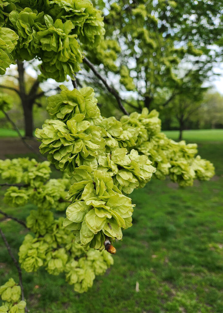 Dark Green Elm Flower seeds for Planting - Colorful Display, Heirloom & GMO Free Seeds for Home Garden