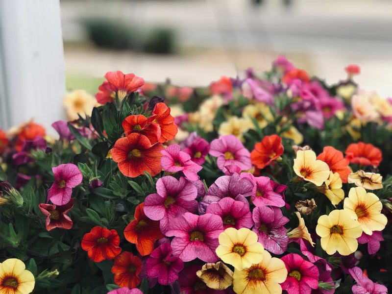 MultiColored Gardenia Flower seeds for Planting Drought Tolerant Heirloom & GMO Free Seeds for Home Garden