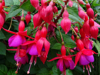 Fuchsia Flower seeds for Planting Low Maintenance Heirloom & GMO Free Seeds for Home Garden