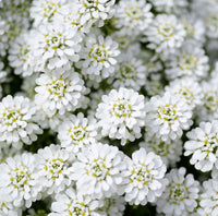 White Amara Empress Candytuft Seeds for Elegant White Flowers
