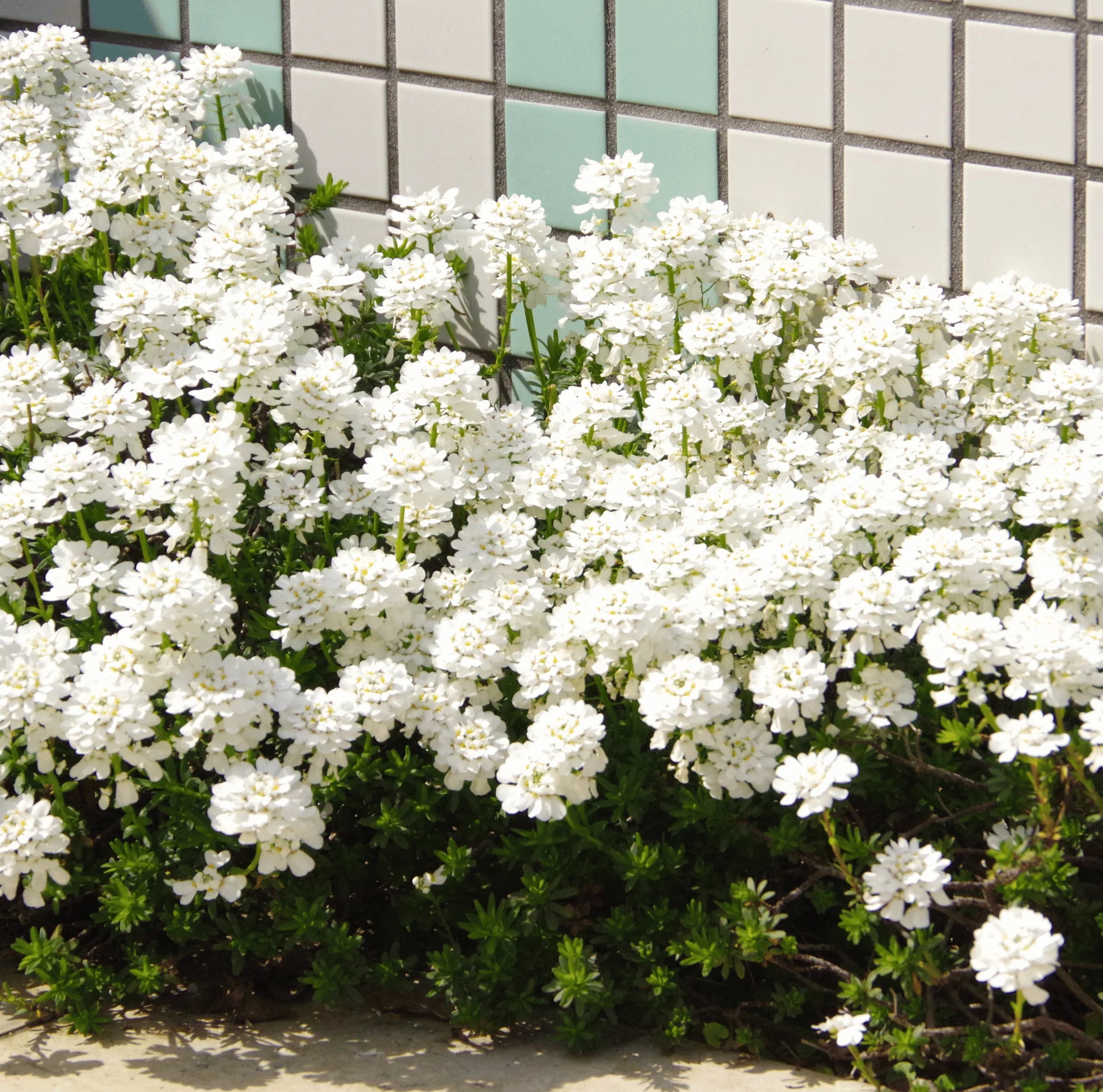 White Amara Empress Candytuft Seeds for Elegant White Flowers